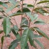 jual bibit durian duri hitam kaki1 Wajo