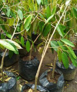 jual bibit durian duri hitam Lombok Utara