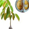 jual bibit durian duri hitam Melawi