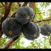 jual bibit durian duri hitam Nabire