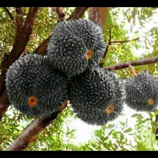jual bibit durian duri hitam Nabire