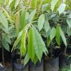 jual bibit durian duri hitam oche okulasi Banjarmasin
