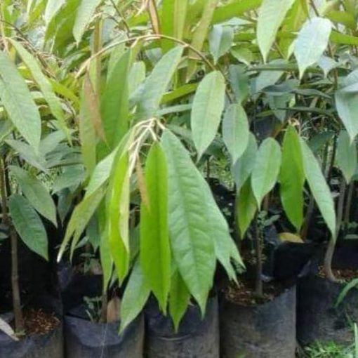 jual bibit durian duri hitam oche okulasi Banjarmasin