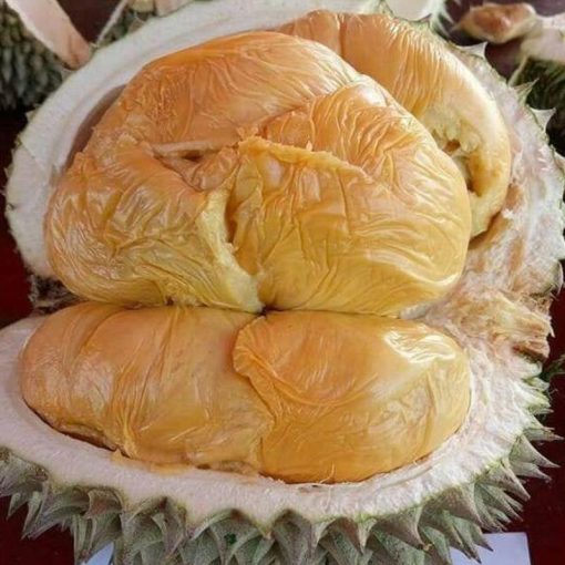 jual bibit durian duri hitam oche tambulapot cod Bandung