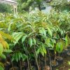 jual bibit durian duri hitam oche Tual