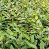 jual bibit durian duri hitam oche unggul cepat berbuah okulasi Kepulauan Mentawai