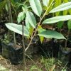 jual bibit durian duri hitam ochee asli super Merauke