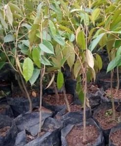 jual bibit durian duri hitam ochee Bolaang Mongondow Selatan