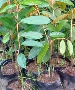jual bibit durian duri hitam ochee Manggarai Timur