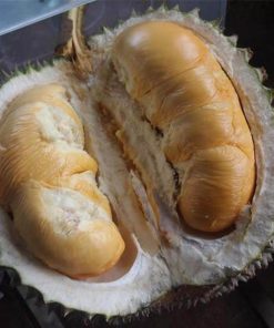 jual bibit durian duri hitam ochee Sumba Barat