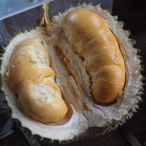 jual bibit durian duri hitam ochee Sumba Barat