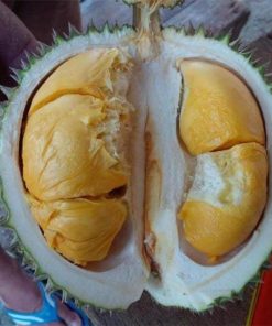 jual bibit durian duri hitam ochee Tanah bumbu