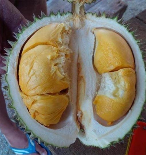 jual bibit durian duri hitam ochee Tanah bumbu