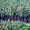 jual bibit durian duri hitam ochee unggulan Gunung Kidul