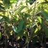 jual bibit durian duri hitam Sigi