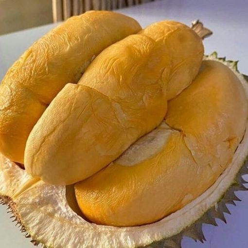 jual bibit durian duri hitam super hasil okulasi Bandung