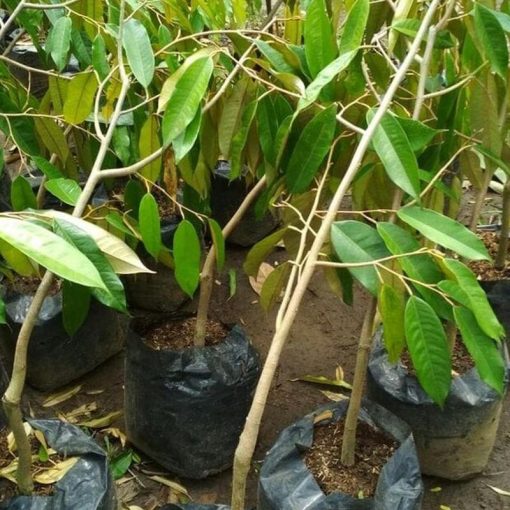 jual bibit durian duri hitam super hasil okulasi Bantul