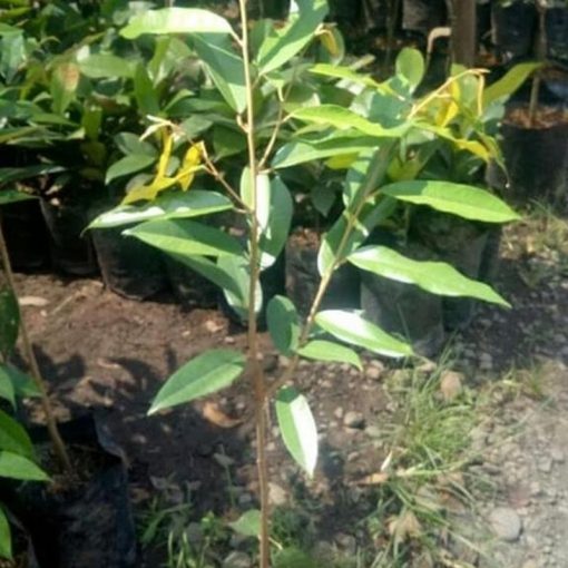 jual bibit durian duri hitam super hasil okulasi Minahasa Tenggara