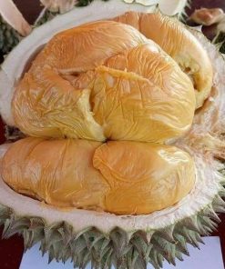 jual bibit durian duri hitam super hasil okulasi Tuban