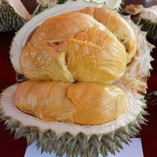 jual bibit durian duri hitam super hasil okulasi Tuban