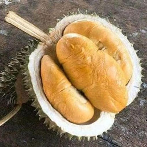 jual bibit durian duri hitam tanaman buah hidup siap tanam Bukittinggi