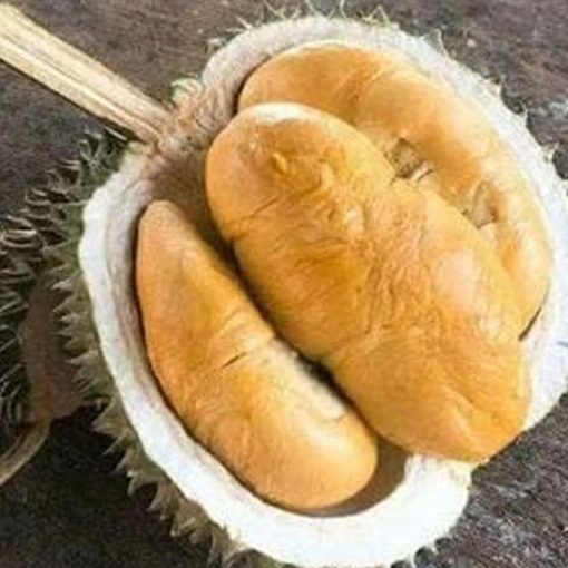 jual bibit durian duri hitam tanaman buah hidup siap tanam Buru Selatan