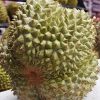 jual bibit durian duri hitam tanaman buah hidup siap tanam Katingan