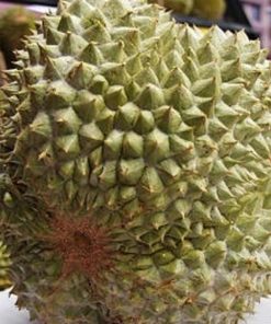 jual bibit durian duri hitam tanaman buah hidup siap tanam Katingan