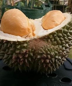 jual bibit durian duri hitam tanaman buah hidup siap tanam Minahasa Utara