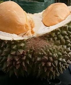 jual bibit durian duri hitam tanaman buah hidup siap tanam Palangka Raya