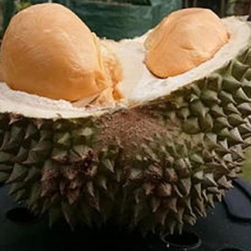 jual bibit durian duri hitam tanaman buah hidup siap tanam Palangka Raya