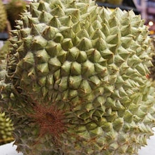jual bibit durian duri hitam tanaman buah hidup siap tanam Tapin