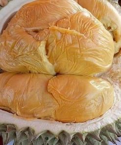 jual bibit durian duri hitam tanaman buah hidup siap tanam Wonogiri