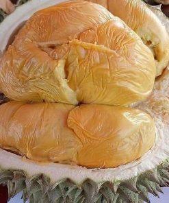 jual bibit durian duri hitam tanaman buah hidup siap tanam Wonosobo