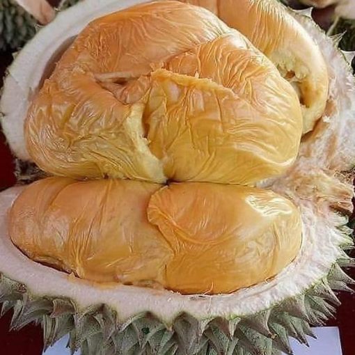 jual bibit durian duri hitam tanaman buah hidup siap tanam Wonosobo