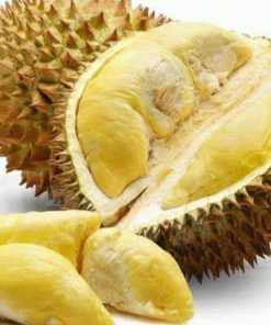 jual bibit durian duri hitam unggul okulasi cepat berbuah Raja Ampat