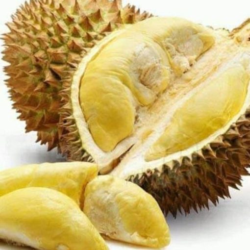 jual bibit durian duri hitam unggul okulasi cepat berbuah Raja Ampat