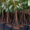 jual bibit durian hitam duri kaki 3 Bukittinggi