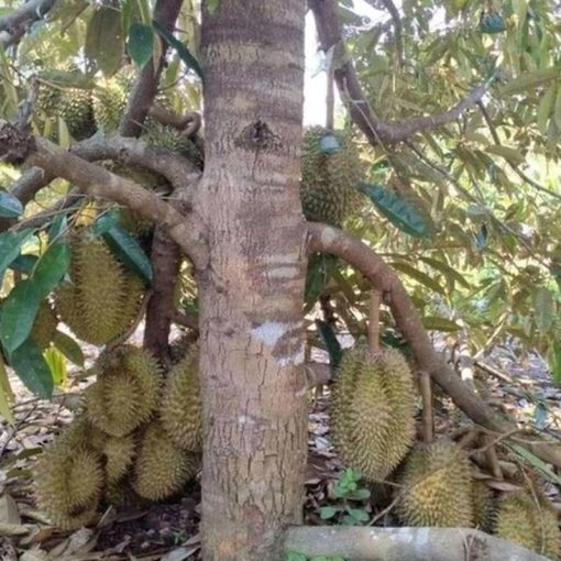 jual bibit durian jenis bawor kaki 3 unggul Berau