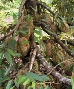 jual bibit durian jenis bawor kaki 3 unggul Jayapura
