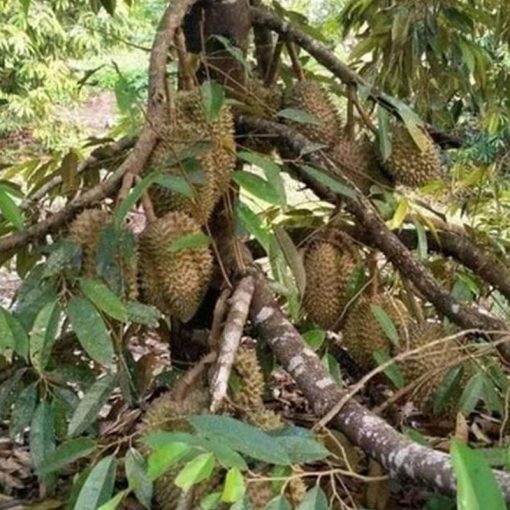 jual bibit durian jenis bawor kaki 3 unggul Jayapura