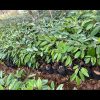 jual bibit durian jenis bawor murah di Ogan Komering Ilir