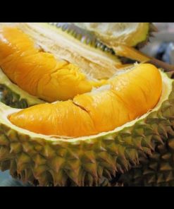 jual bibit durian montong cocok di tanam pot Banyumas