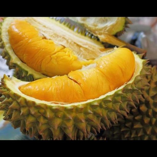 jual bibit durian montong cocok di tanam pot Banyumas