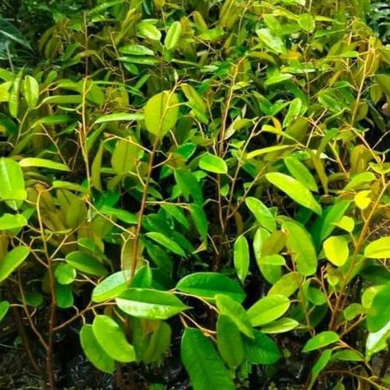 Gambar Produk jual bibit durian montong kaki 3 Barito Selatan