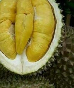 jual bibit durian montong kaki 3 hasil okulasi cepat berbuah Morowali