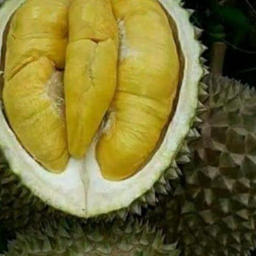 jual bibit durian montong kaki 3 hasil okulasi cepat berbuah Morowali