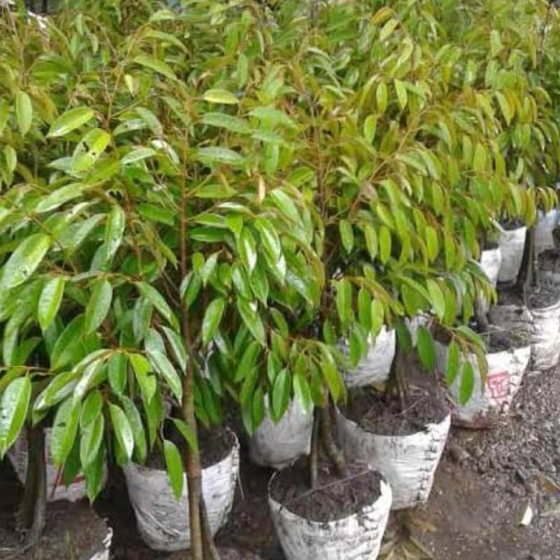 Gambar Produk jual bibit durian montong kaki 3 murah meriah Bolaang Mongondow Timur