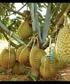 jual bibit durian montong kaki 3 murah meriah Sarmi