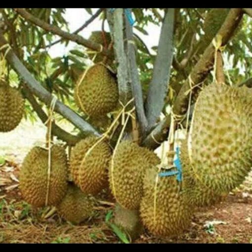 jual bibit durian montong kaki 3 murah meriah Sarmi